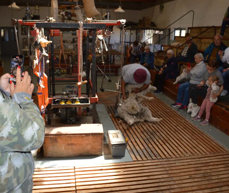 Punta Loma + Ranch Shore Excursion for cruise passengers - Return to Puerto Madryn and the cruise pier