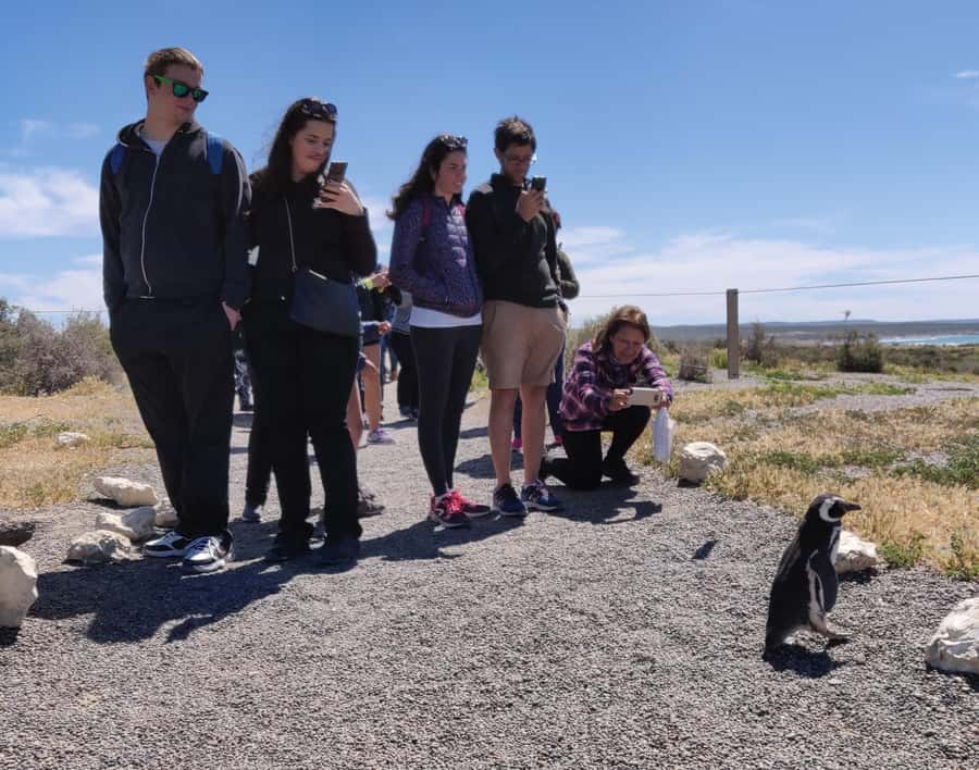 Punta Tombo Cruise Shore Excursion - Walk among penguins - Quick reasons to choose this excursion