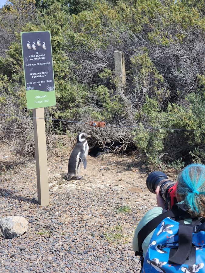 Punta Tombo Cruise Shore Excursion - Walk among penguins - The 170-kilometer drive across Patagonia