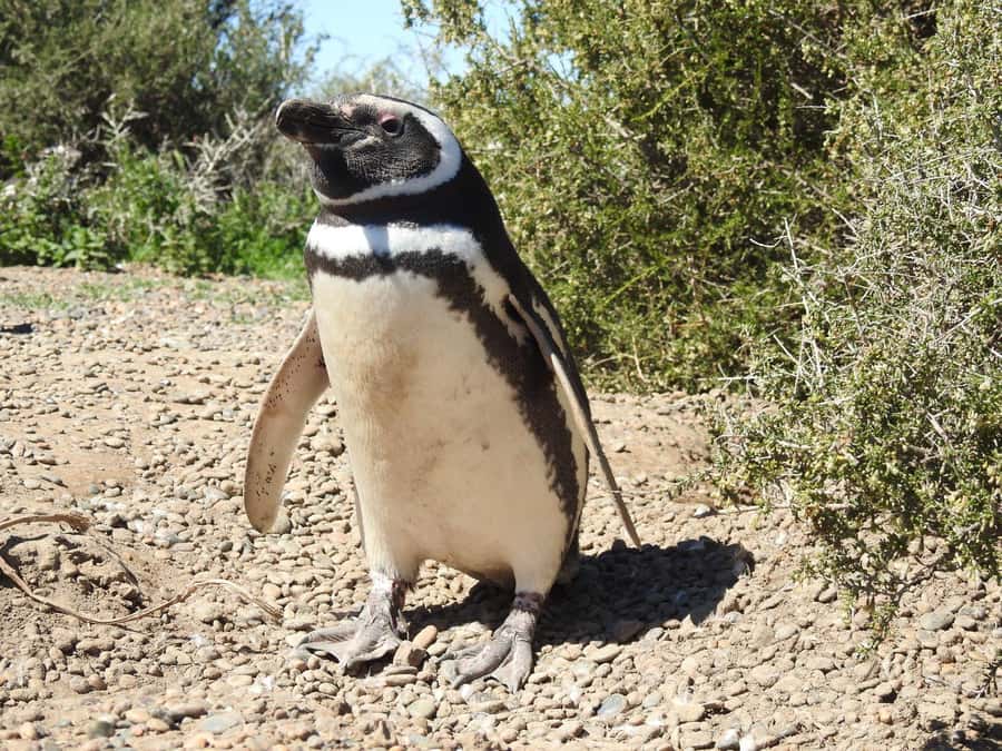 Punta Tombo Cruise Shore Excursion - Walk among penguins - Meeting your guide outside Puerto Madryn port