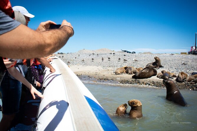 Punta Tombo Penguin Colony from Puerto Madryn with optional Toninas Watching - The long road to Punta Tombo
