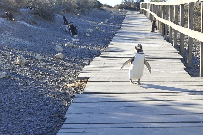 Punta Tombo Penguin Colony from Puerto Madryn with optional Toninas Watching - Rawson and the Toninas boat trip