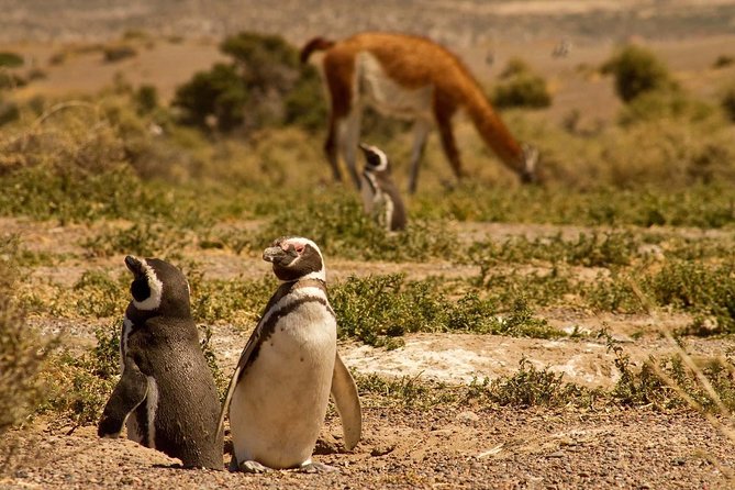 Punta Tombo Penguin Colony from Puerto Madryn with optional Toninas Watching - Is $158 a fair price?