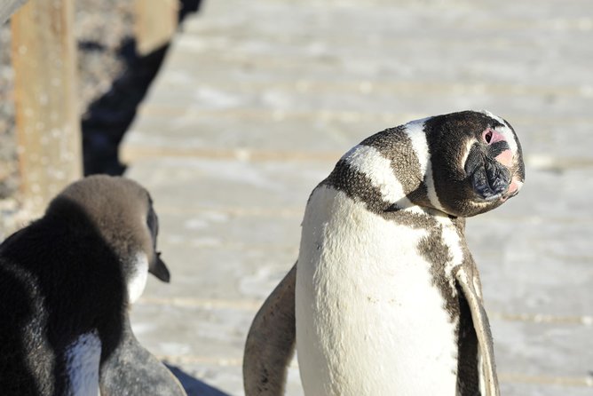 Punta Tombo Penguin Colony from Puerto Madryn with optional Toninas Watching - What to pack for this day