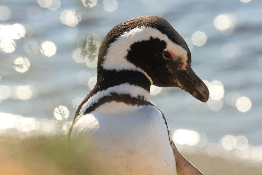 Punta Tombo Penguin Tour & Optional Tonina Watching - Why Punta Tombo is worth the long road