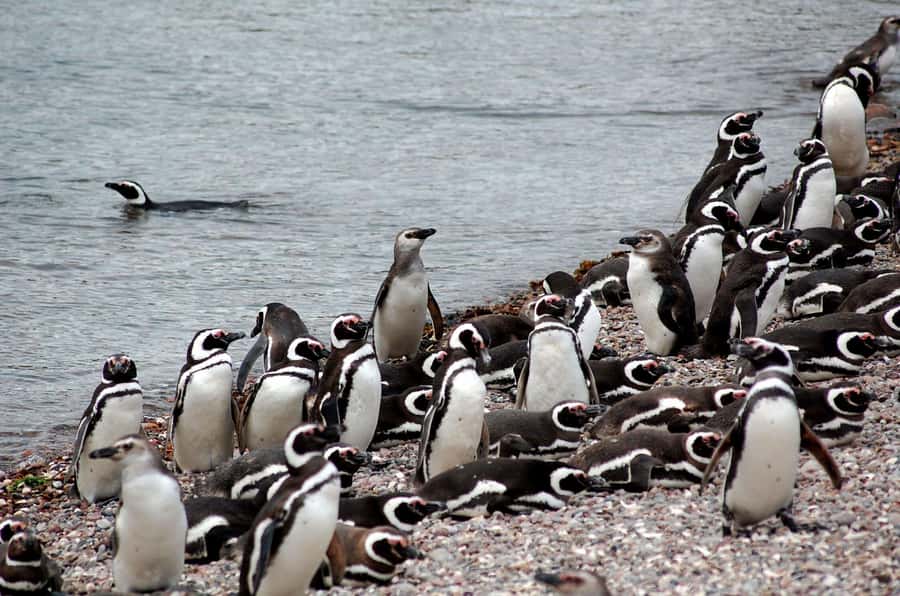 Punta Tombo Penguin Tour & Optional Tonina Watching - Puerto Rawson and the Tonina option