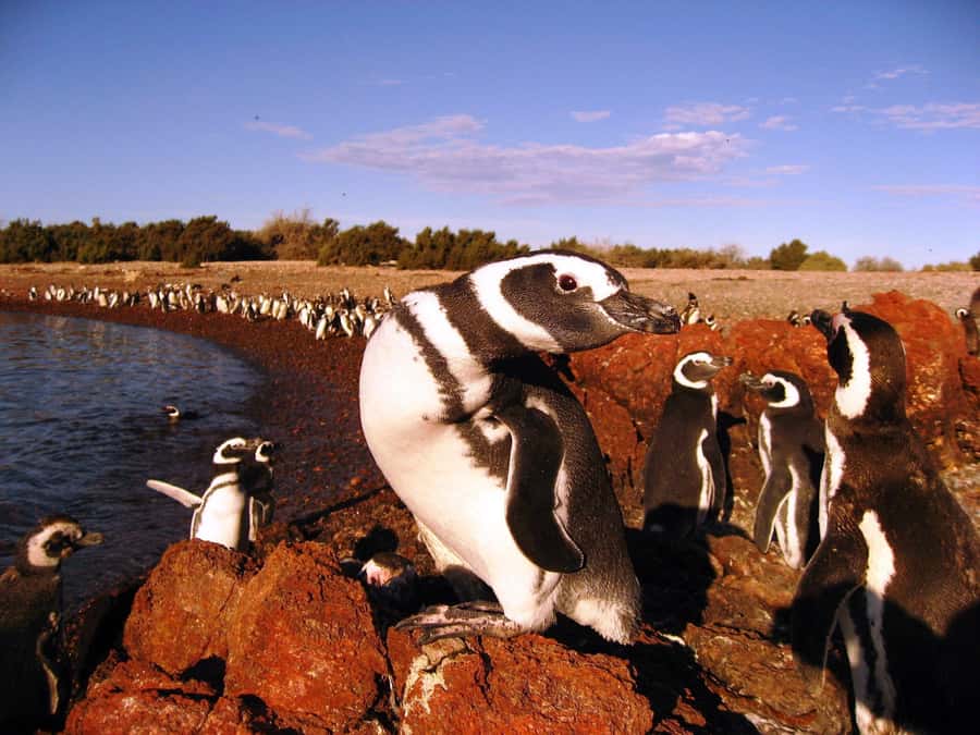Punta Tombo Penguin Tour & Optional Tonina Watching - Entering Punta Tombo’s penguin country