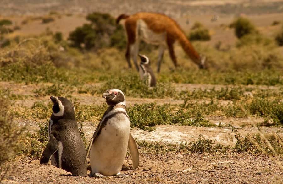Punta Tombo Penguin Tour & Optional Tonina Watching - How the guiding affects the day