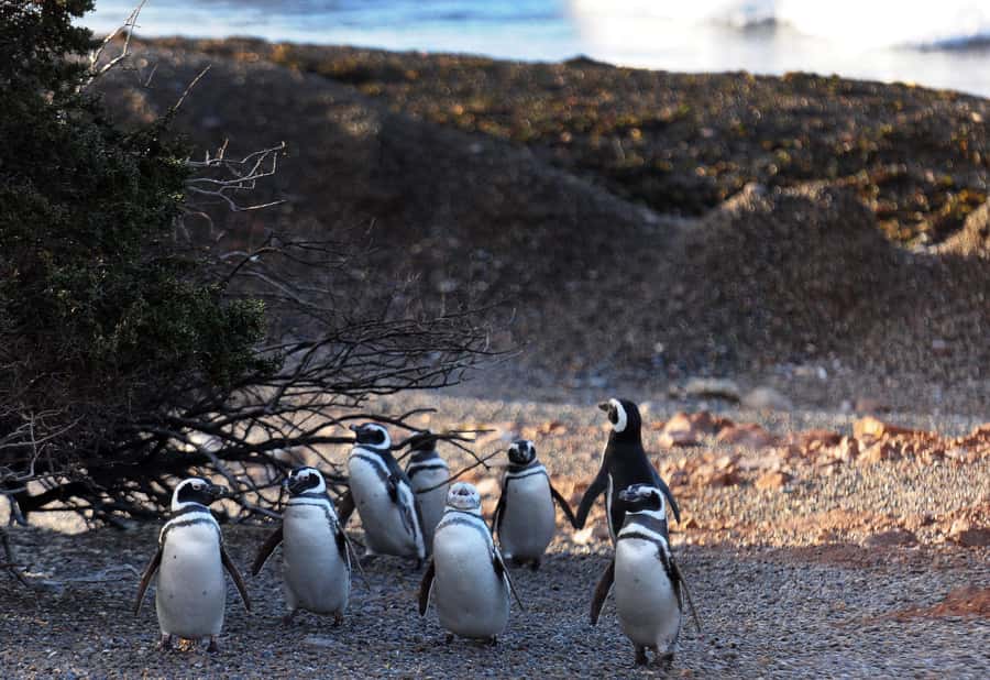 Punta Tombo Penguin Tour & Optional Tonina Watching - Is $300 a fair price?