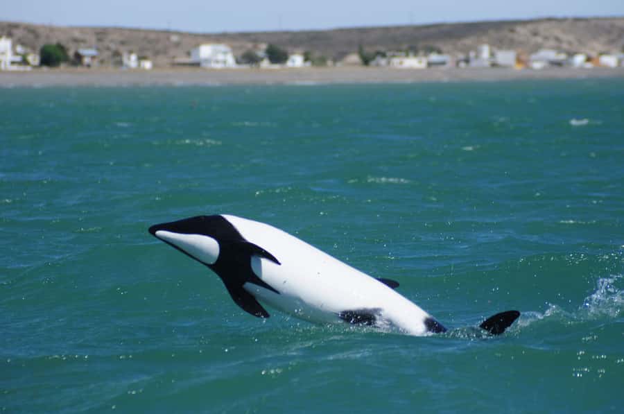Punta Tombo Penguin Tour & Optional Tonina Watching - Who should book this outing?
