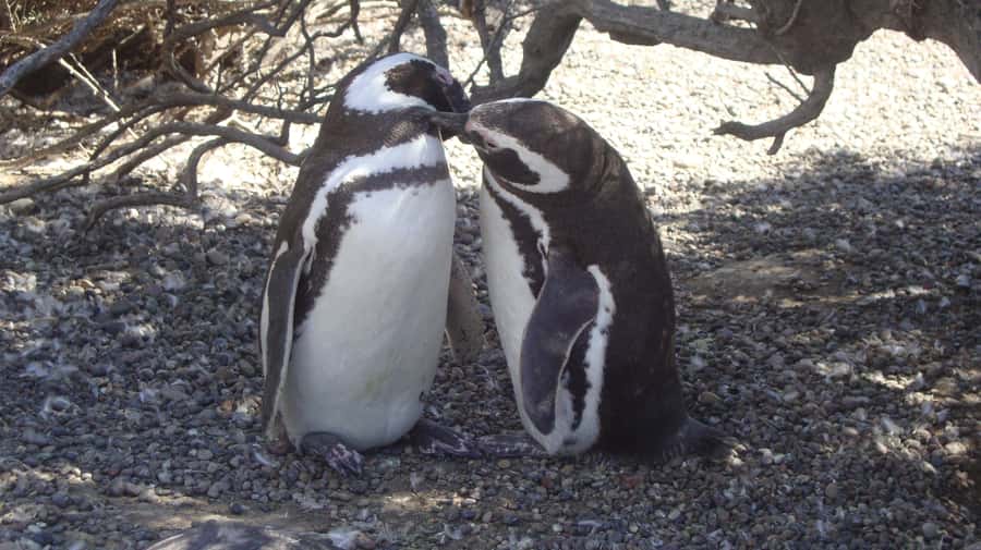 Punta Tombo Penguin Tour & Optional Tonina Watching - The 7:30 am pickup from Puerto Madryn