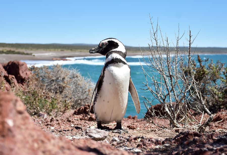 Punta Tombo Shore Excursion for Cruise Passengers + City - Who will enjoy this excursion most?