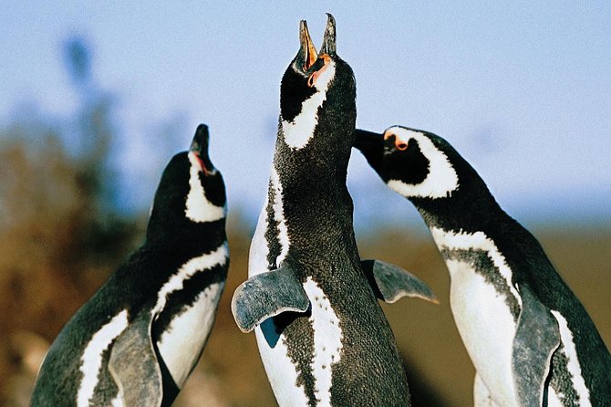 Punta Tombo Shore Excursion w/box Lunch(Shared tour for cruises) - Punta Tombo is about penguins in the wild