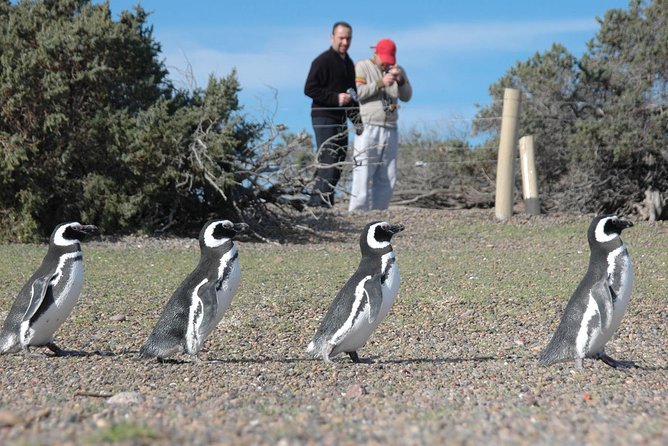 Punta Tombo Shore Excursion w/box Lunch(Shared tour for cruises) - Guides who add value to the long day