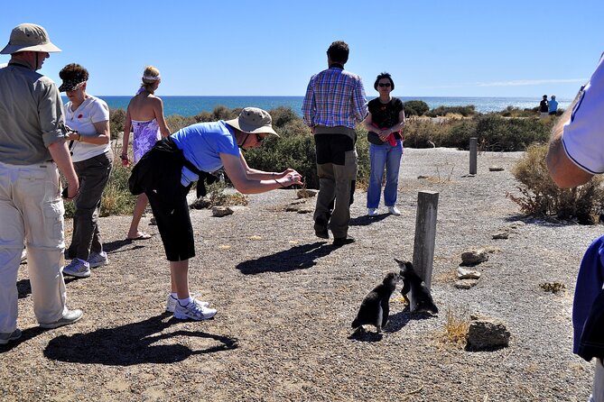 Punta Tombo Shore Excursion w/box Lunch(Shared tour for cruises) - Group size and vehicle comfort