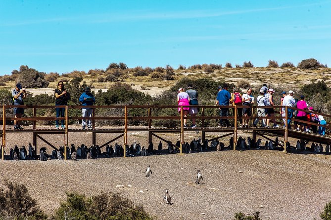 Punta Tombo Shore Excursion w/box Lunch(Shared tour for cruises) - Is $135 a good value?