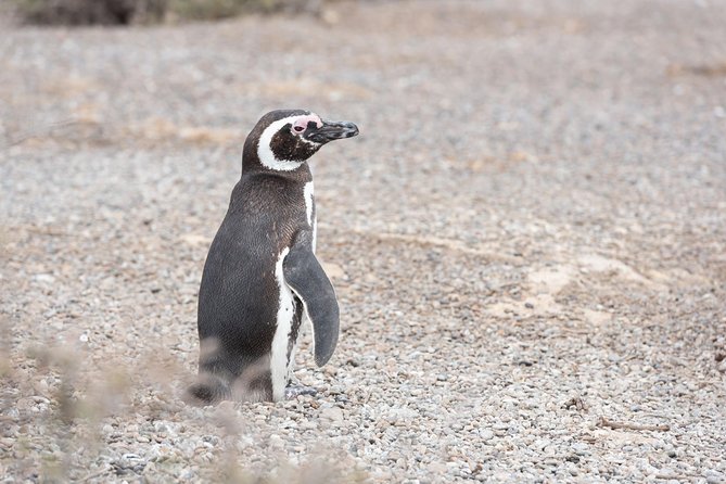 Punta Tombo Tour, the Penguin Experience - The ride from Puerto Madryn takes commitment