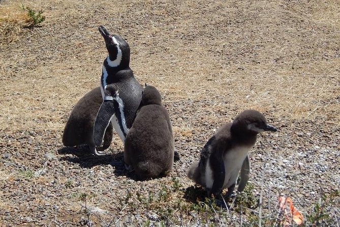 Punta Tombo Tour, the Penguin Experience - Walking among the Magellanic penguins
