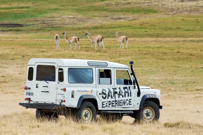SAFARI EXPERIENCE - WILDLIFE & STEPPE - Key points to know before you go