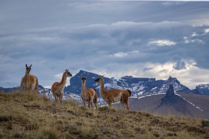 SAFARI EXPERIENCE - WILDLIFE & STEPPE - At the chenques, the past becomes personal