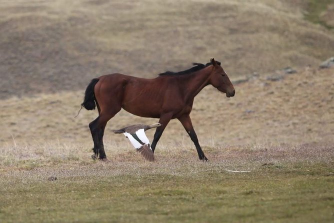 SAFARI EXPERIENCE - WILDLIFE & STEPPE - Panoramic views toward the Chilean border