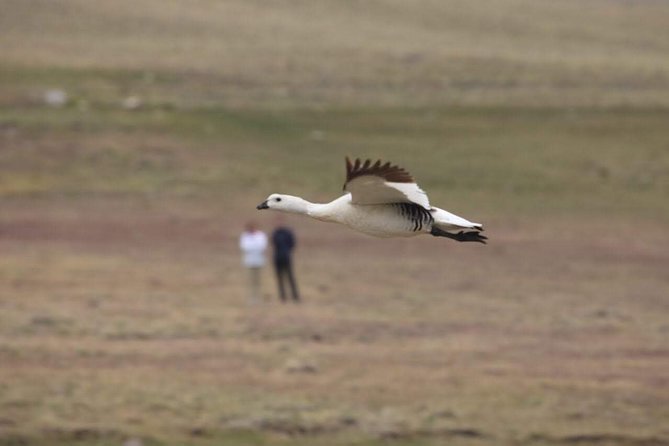 SAFARI EXPERIENCE - WILDLIFE & STEPPE - What the $175 price really covers
