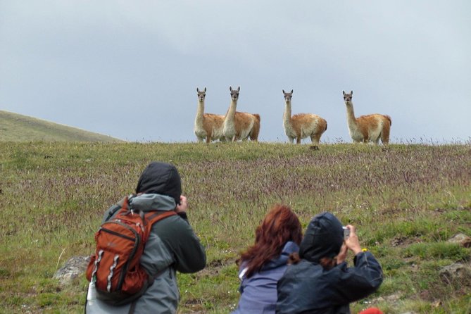Safari Experience - Wildlife & Steppe - Should You Book the Steppe Safari?
