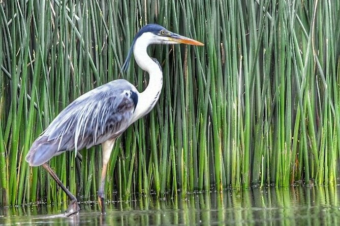 Safari náutico en tigre - Water skiing, swimming, and the active side of the trip