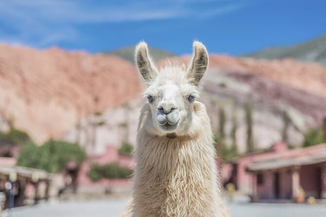 Salinas Grandes and Purmamarca Full Day Tour - What the guide adds, and where the tour can fall short