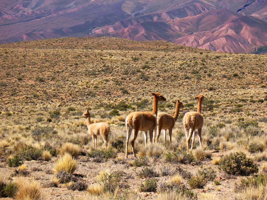 Salta: Quebrada de Humahuaca and Purmamarca Day Trip - Tilcara’s ruins and museum