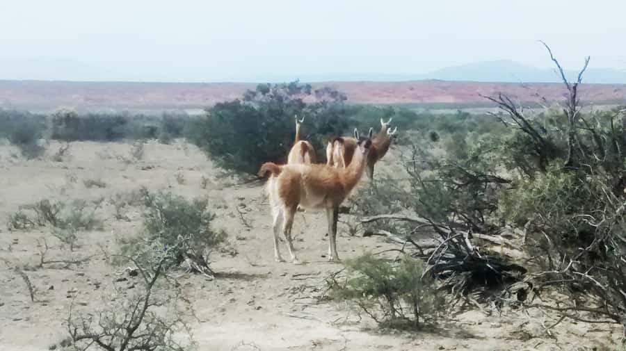 San Juan: Ischigualasto National Park - Moon Valley - Why Moon Valley is worth the long road from San Juan