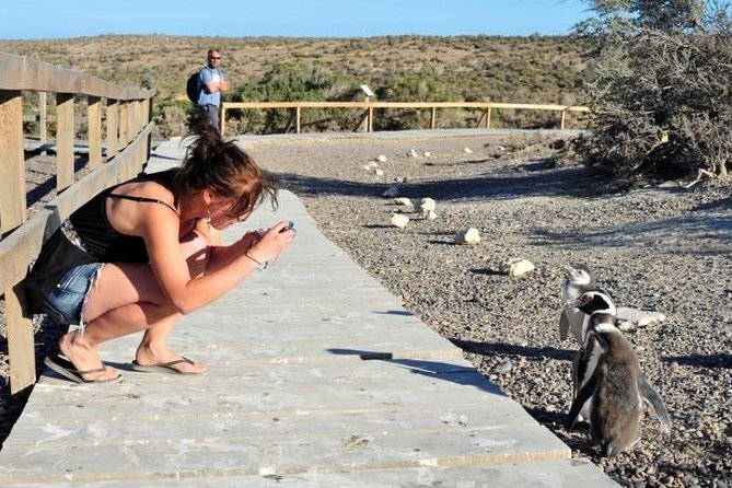 Shore Excursion Punta Tombo cruise passengers Puerto Madryn - Key points before you book