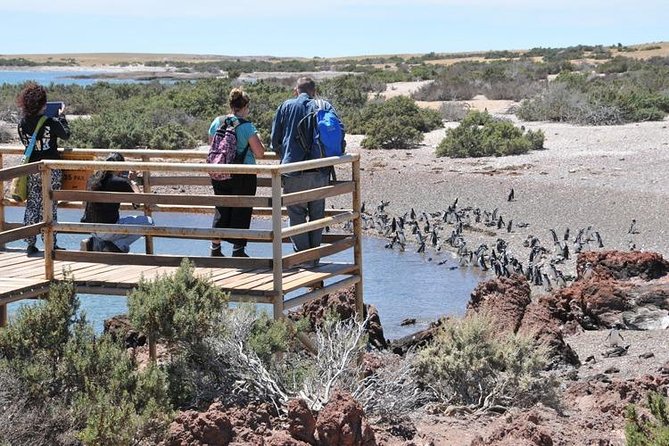 Shore Excursion Punta Tombo cruise passengers Puerto Madryn - Wildlife spotting before the penguins