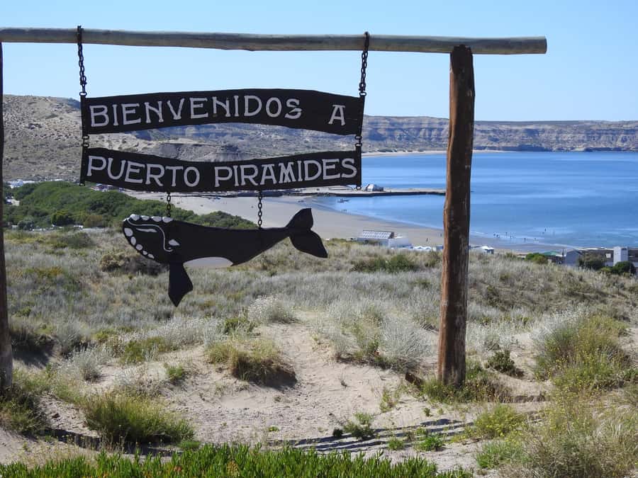 Shore Tours Peninsula Valdes Puerto Madryn Cruise Passengers - Why Peninsula Valdes is worth your port day