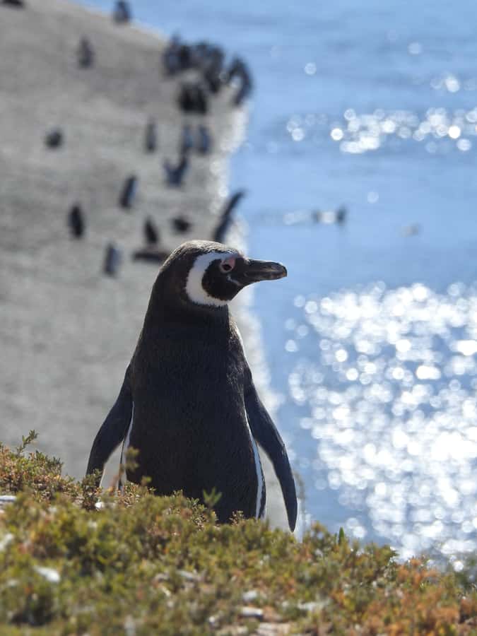 Shore Tours Peninsula Valdes Puerto Madryn Cruise Passengers - Caleta Valdes: the day’s main wildlife stop