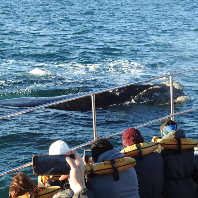 Shore Tours Peninsula Valdes Puerto Madryn Cruise Passengers - Punta Cantor and a second look at the coast