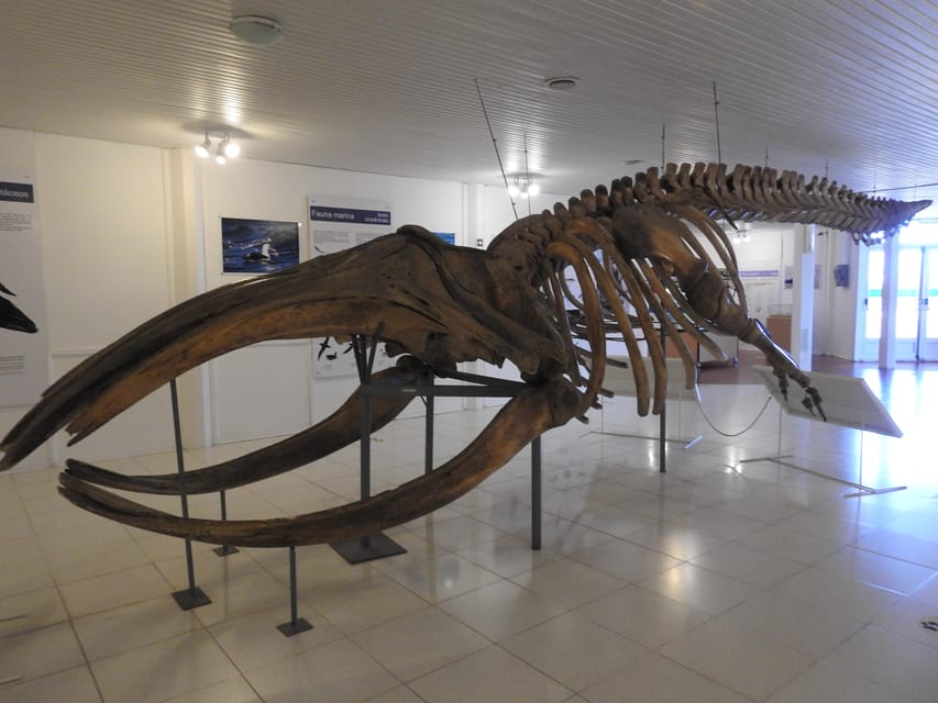 Shore Tours Peninsula Valdes Puerto Madryn Cruise Passengers - What the $120 price really covers