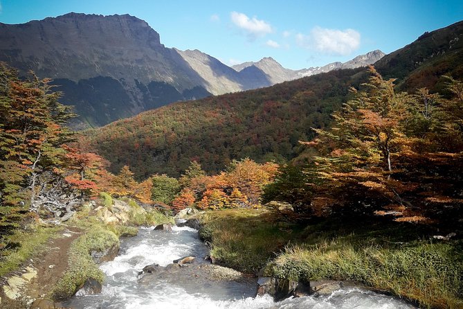 Small group Trekking to Vinciguerra Glacier and Témpanos Lagoon - Three hours through Fuegian forest