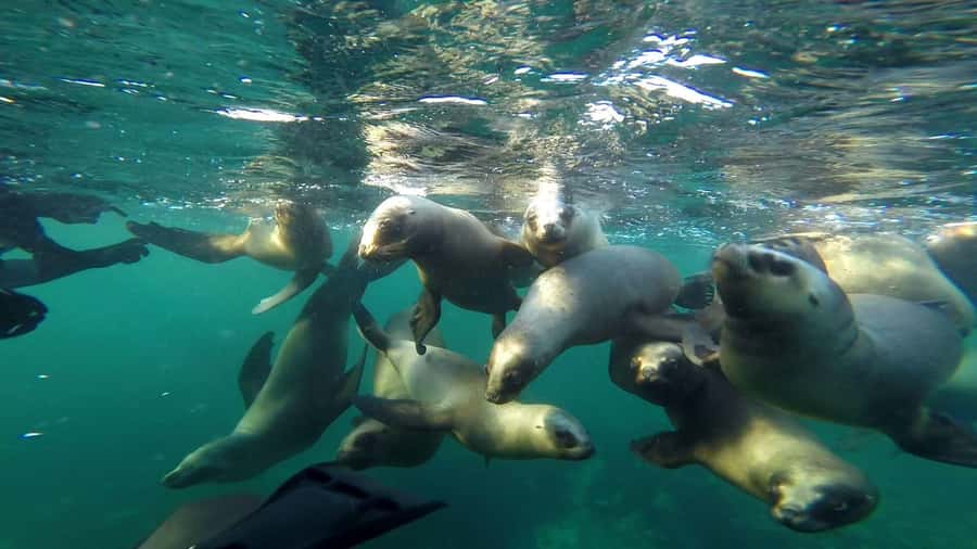 Snorkeling with Sea Lions - Meeting the sea lions at Punta Loma