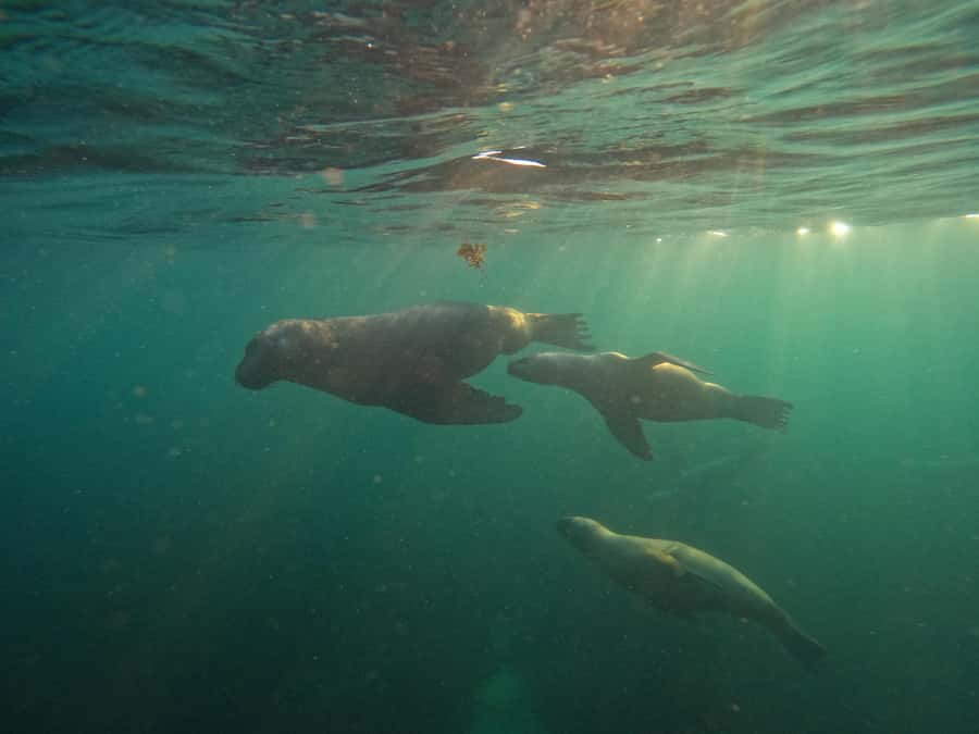 Snorkeling with Sea Lions - Forty minutes in the water, if conditions allow