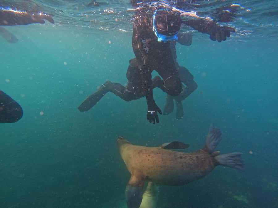 Snorkeling with Sea Lions - A small group with multilingual instruction