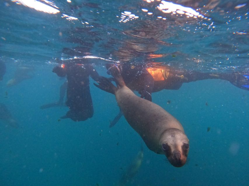 Snorkeling with Sea Lions - Is $153 a fair price?