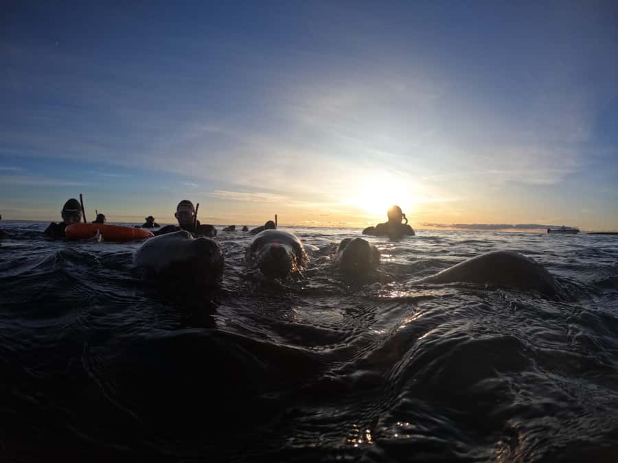 Snorkeling with Sea Lions - Who will enjoy this most?