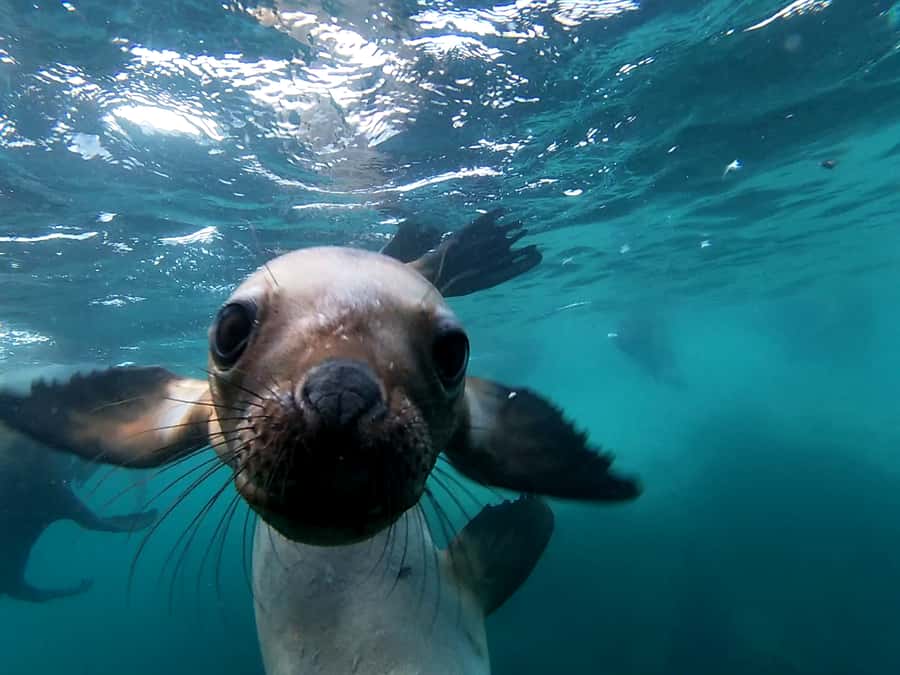 Snorkeling with Sea Lions - From the Puerto Madryn beach center to the reserve