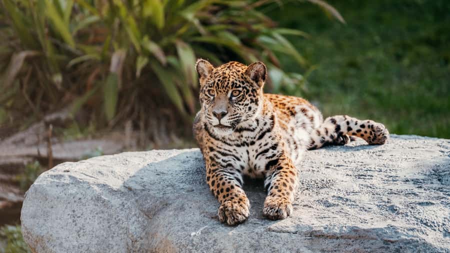 Temaiken Biopark Entry Tickets - Key points to know before you go