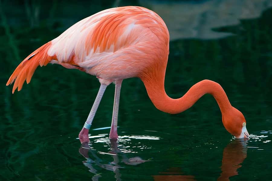 Temaiken Biopark Entry Tickets - Why Temaiken works as a full-day visit