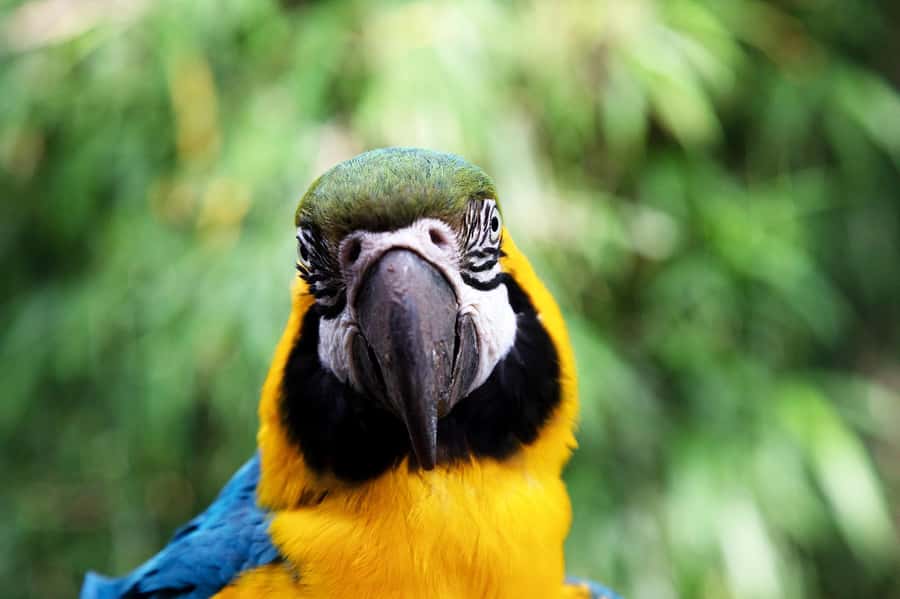Temaiken Biopark Entry Tickets - Meet wetland wildlife in the Mesopotamian Fauna area