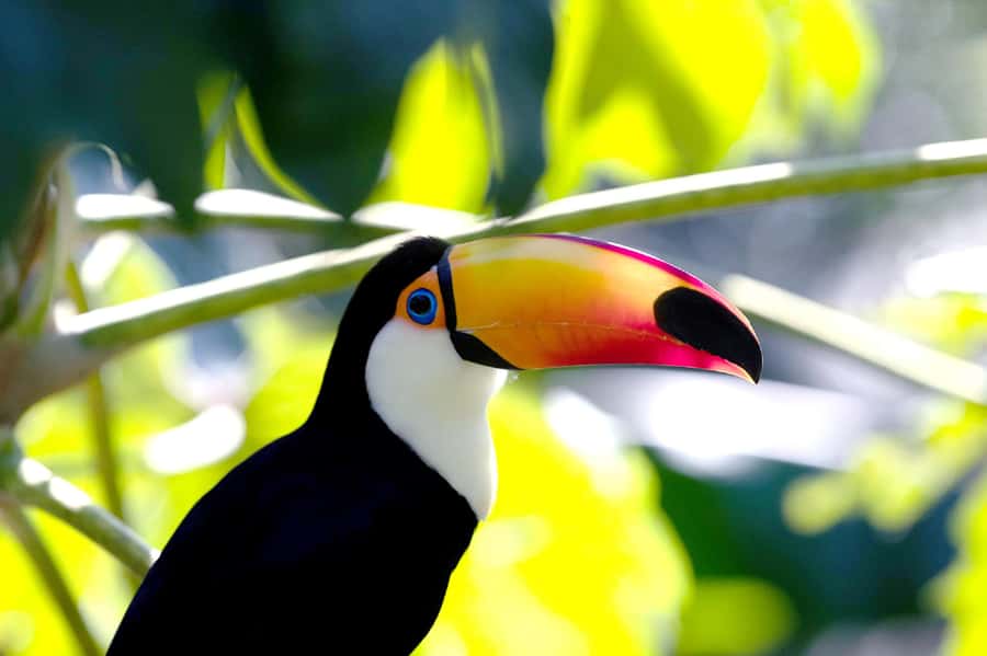 Temaiken Biopark Entry Tickets - Follow the route from the Andes to Patagonia