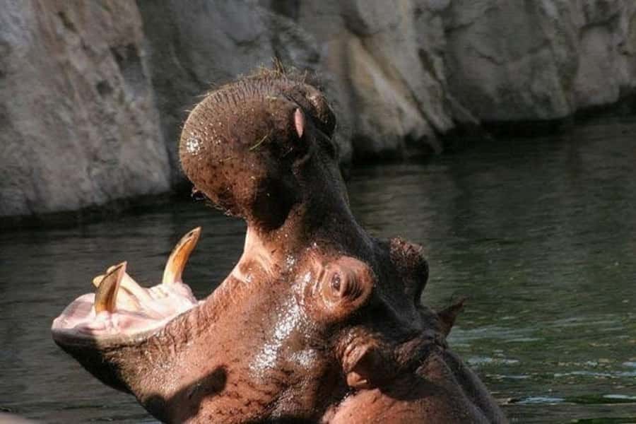 Temaiken Biopark Entry Tickets - Watch the African Zone and its island habitats