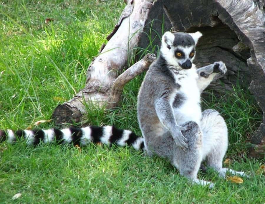 Temaiken Biopark Entry Tickets - See tigers, bats, and flying foxes in the Asian Zone